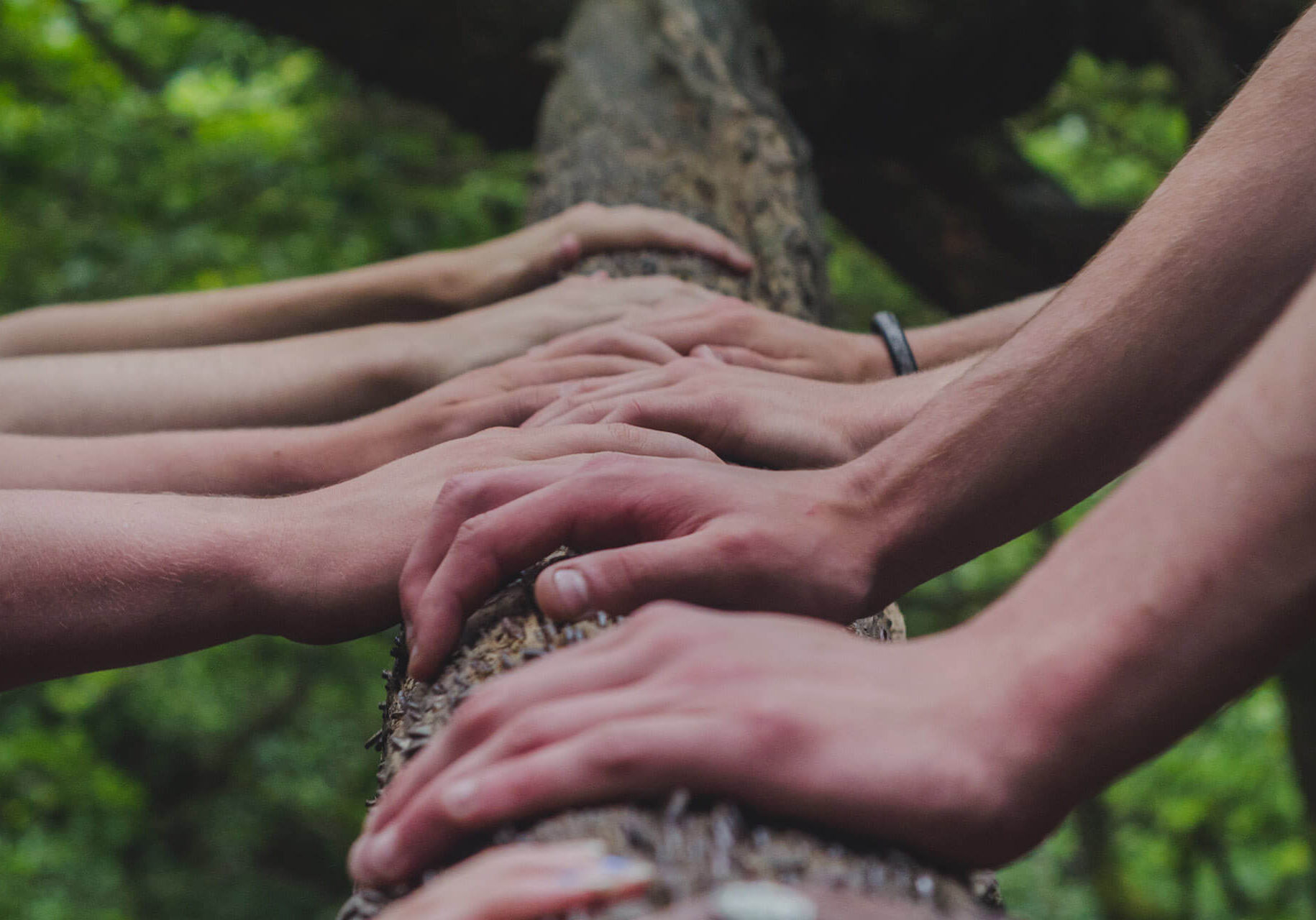 hands placed on a tree